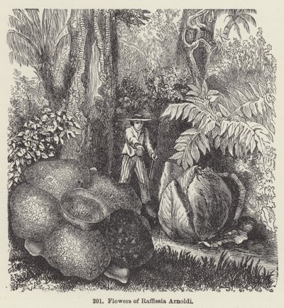 Kwiaty Rafflesia Arnoldi (grafika) autorstwa European School
