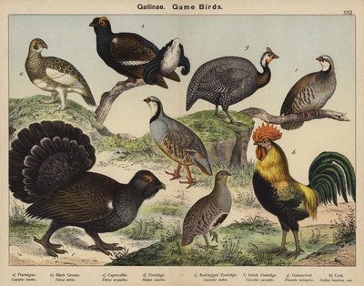 Gallinae, ptaki łowne autorstwa European School
