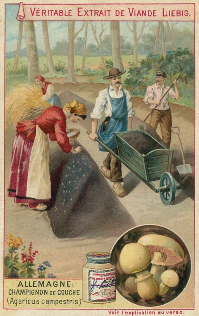 Niemcy: pieczarka polna (Agaricus campestris) autorstwa European School