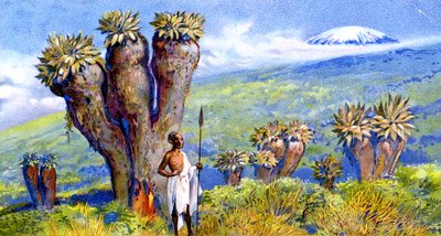 Giant Groundsel, Kilimandżaro, Afryka autorstwa European School