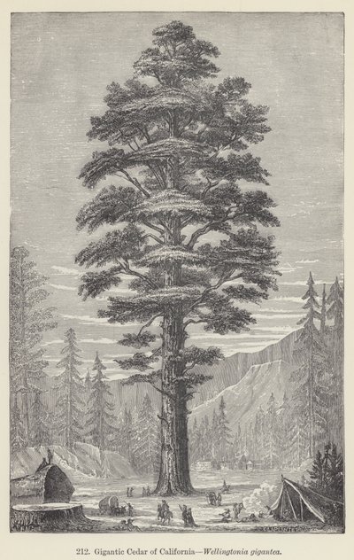 Gigantyczny Cedr Kalifornijski, Wellingtonia gigantea (grawerowanie) autorstwa European School