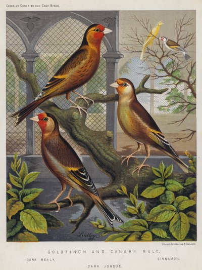 Goldfinch i Canary Mule, Dark Mealy, Cinnamon, Dark Jonque (kolorowa litografia) autorstwa European School