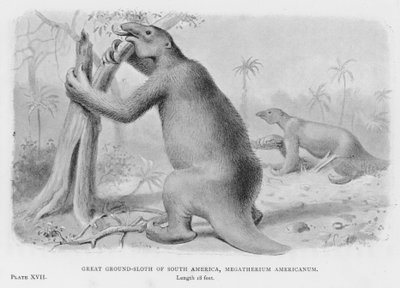Wielka ziemia-leniwiec Ameryki Południowej, Megatherium Americanum (lito) autorstwa European School