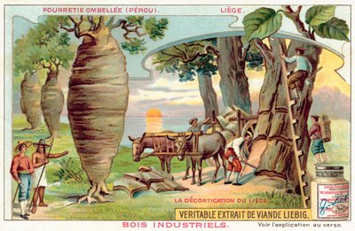 Zbieranie kory z drzew w Peru (chromolitho) autorstwa European School