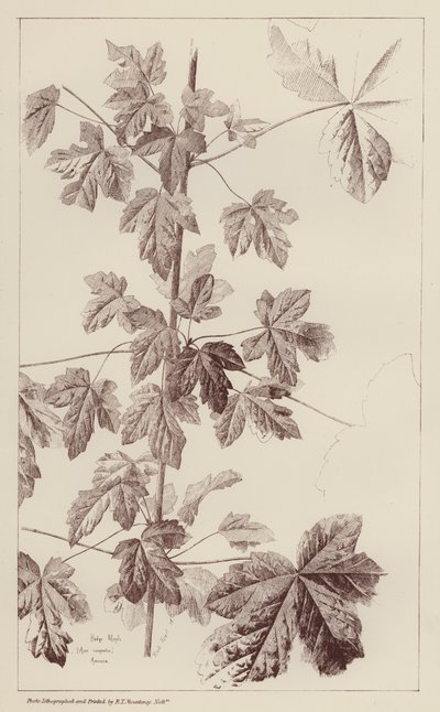 Hedge Maple (litografia) autorstwa European School
