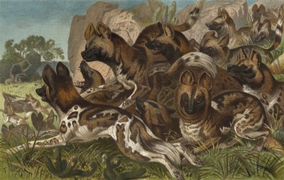 Hianenhund autorstwa European School
