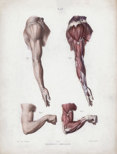 Ilustracja do Anatomii zewnętrznych form człowieka: męskie ramię i dłonie (kolor lito) autorstwa European School