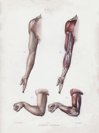 Ilustracja do Anatomii zewnętrznych form człowieka: męskie ramię i dłonie (kolor lito) autorstwa European School
