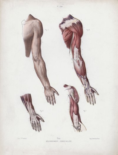 Ilustracja do anatomii zewnętrznych form człowieka: męskie ramię i dłonie autorstwa European School