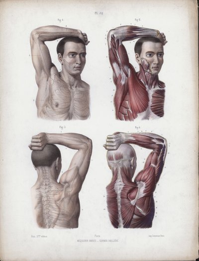 Ilustracja do anatomii zewnętrznych form człowieka: mężczyzna, ramię, głowa i tułów autorstwa European School