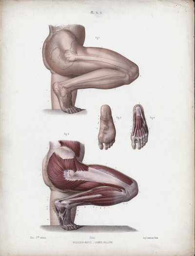 Ilustracja do anatomii zewnętrznych form człowieka: męska noga i stopa (kolor lito) autorstwa European School