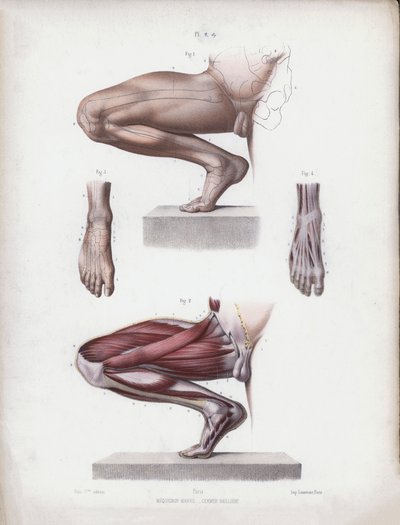 Ilustracja do anatomii zewnętrznych form człowieka: męska noga i stopa autorstwa European School
