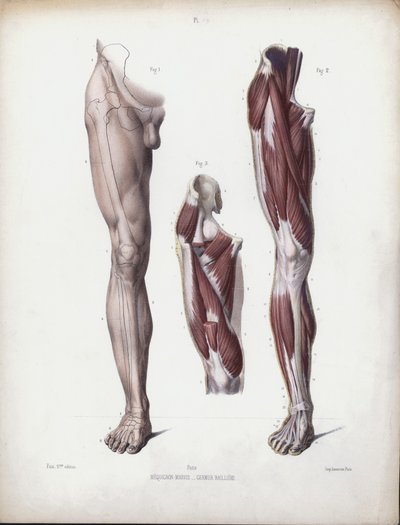 Ilustracja do anatomii zewnętrznych form człowieka: noga męska, widok z przodu (kolor lito) autorstwa European School