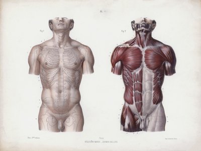 Ilustracja do Anatomii zewnętrznych form człowieka: męski tors, widok z przodu (kolor lito) autorstwa European School