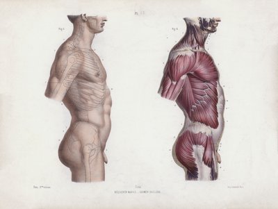 Ilustracja do Anatomii zewnętrznych form człowieka: Męski tors, widok z boku (kolorowa litografia) autorstwa European School