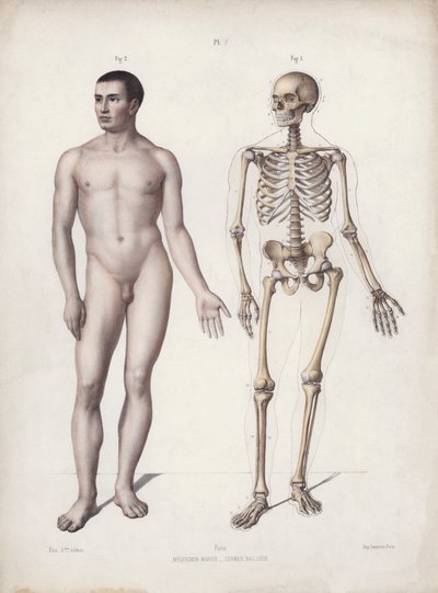 Ilustracja do Anatomii zewnętrznych form człowieka: Człowiek stojący (kolor lito) autorstwa European School