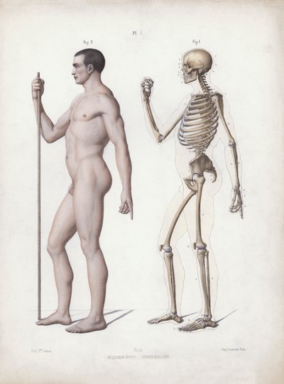Ilustracja do anatomii zewnętrznych form człowieka: stojący mężczyzna, widok z boku (kolor lito) autorstwa European School