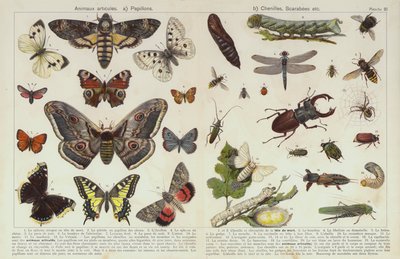 Owady i inne bezkręgowce (chromolitho) autorstwa European School