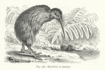 Kiwi-kiwi lub Apteryx (grawerowanie) autorstwa European School
