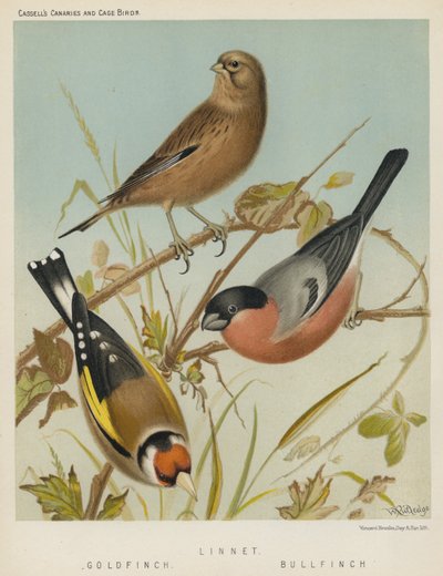 Słonka, zięba złota, zięba bycza (litografia kolorowa) autorstwa European School