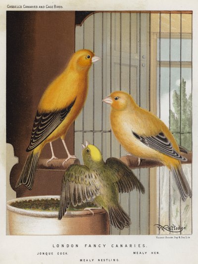 London Fancy Canaries, Jonque Cock, Mealy Hen, Mealy Nestling (kolor lito) autorstwa European School