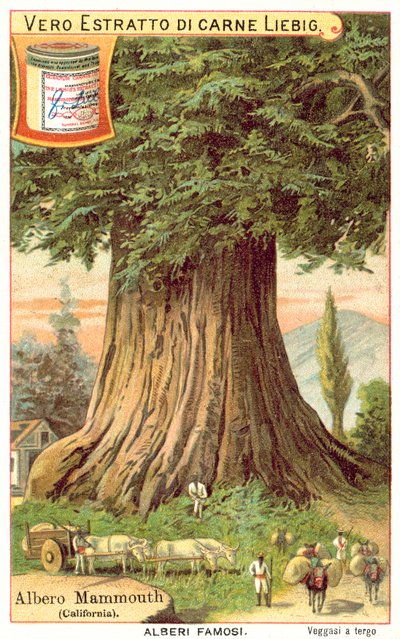 Mammoth Tree, Kalifornia (chromolitho) autorstwa European School