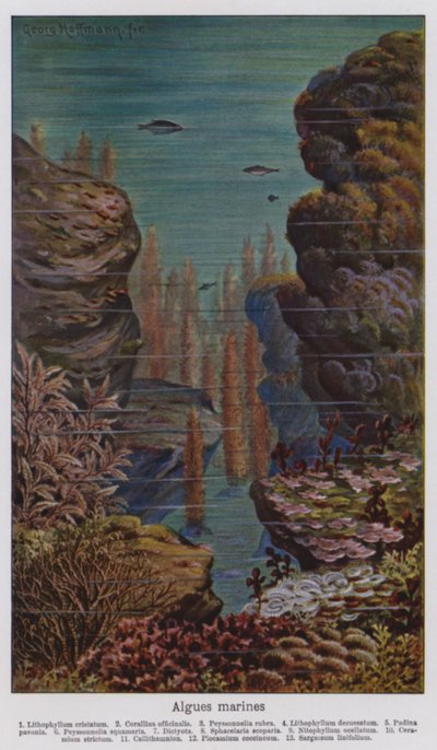 Algi morskie (litografia kolorowa) autorstwa European School