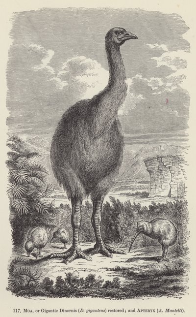 Odrestaurowany Moa, czyli Gigantyczny Dinornis (D giganteus); i Apteryx, A Mantelli (rycina) autorstwa European School