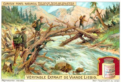 Naturalny most utworzony przez powalone i zarośnięte drzewa w Kanadzie (chromolitho) autorstwa European School