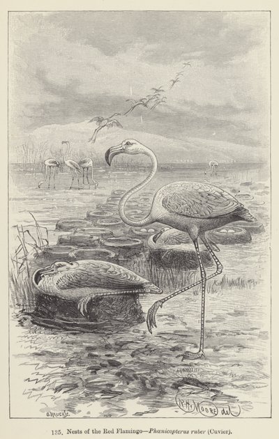Gniazda czerwonego flaminga, Phoenicopterus ruber, Cuvier (rycina) autorstwa European School