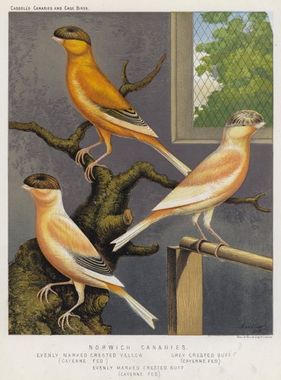 Norwich Canaries, równomiernie oznaczony grzywacz żółty, Cayenne karmiony, szary czubaty buff, Cayenne karmiony, równomiernie oznaczony grzywacz buff, Cayenne karmiony (kolor lito) autorstwa European School