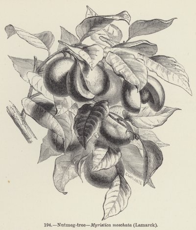 Gałka muszkatołowa, Myristica moschata, Lamarck (grawerunek) autorstwa European School