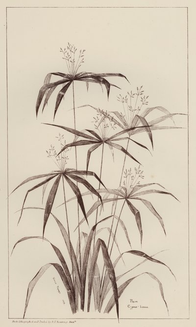 Palma Cyperus Luscus (litho) autorstwa European School
