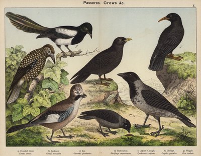 Passeres, Crows (kolorowa litografia) autorstwa European School