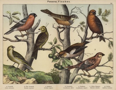 Passeres, Finches (kolorowa litografia) autorstwa European School