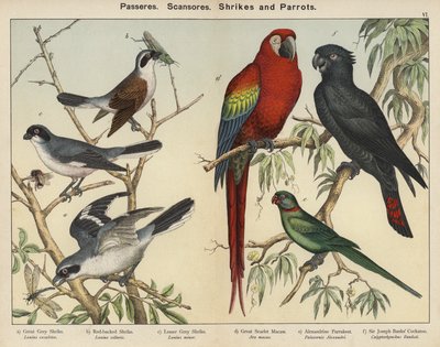 Passeres, Scansores, Shrikes i Parrots (kolorowa litografia) autorstwa European School