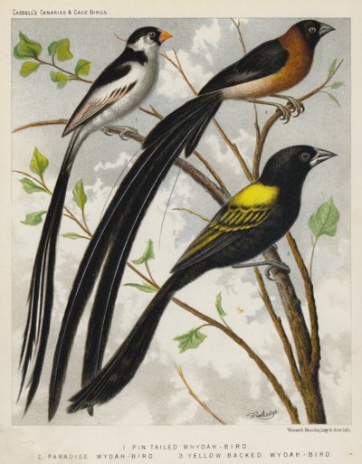 szpilkowaty Whydah-Bird, Paradise Whydah-Bird, Yellow Backed Whydah-Bird (kolor lito) autorstwa European School