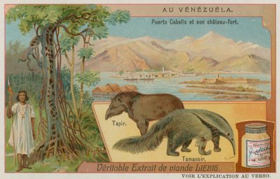 Puerto Cabello i jego fort z tapirem i mrówkojadem autorstwa European School