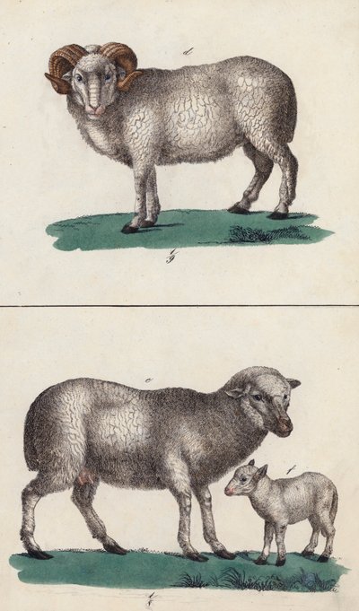 Baran, owca i jagnię (kolorowa litografia) autorstwa European School