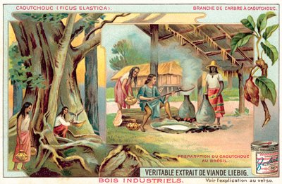 Drzewo gumowe (chromolitho) autorstwa European School