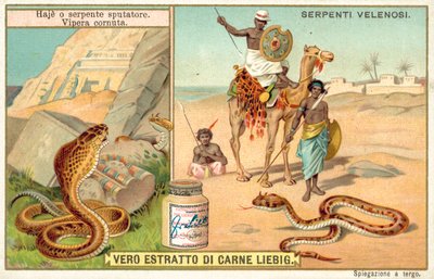 Kobra plująca i żmija rogata (chromolitho) autorstwa European School