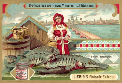 Jesiotr (chromolitho) autorstwa European School