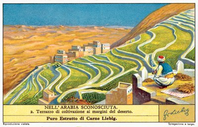 Uprawa tarasowa na skraju pustyni (chromolitho) autorstwa European School