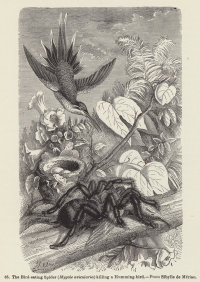 Pająk żywiący się ptakami (Mygale avicularia) zabija kolibra (rycina) autorstwa European School