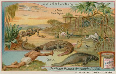 Stworzenia laguny z aligatorem, manatem i drzewem namorzynowym autorstwa European School