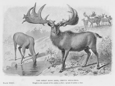 Wielki Irlandzki Jeleń, Cervus Megaceros (lito) autorstwa European School