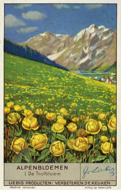 Trollius (globeflower) (chromolitho) autorstwa European School