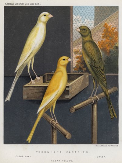 Yorkshire Canaries, Clear Buff, Green, Clear Yellow autorstwa European School