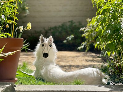 Backwards Dog Brooklyn (grafika cyfrowa) autorstwa Evan Sklar