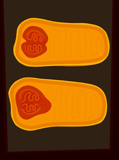 Butternut Squash (grafika cyfrowa) autorstwa Evan Sklar